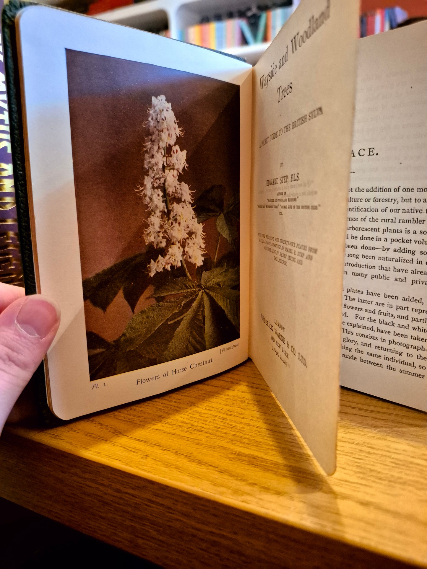 Wayside and Woodland Trees: A Pocket Guise to The British Sylva - Edward Step (F.L.S) (circa. 1904 Warne Pub.)