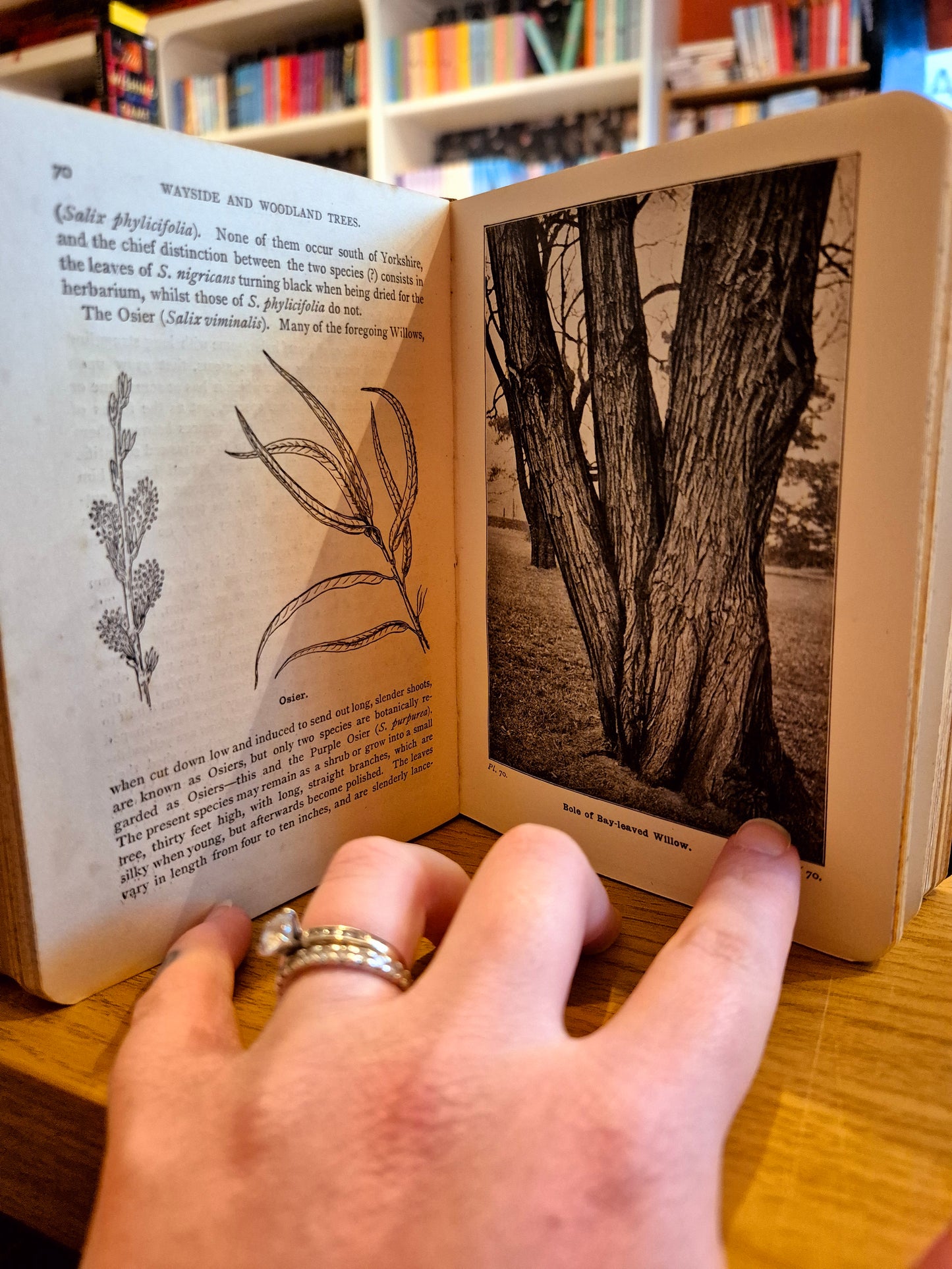 Wayside and Woodland Trees: A Pocket Guise to The British Sylva - Edward Step (F.L.S) (circa. 1904 Warne Pub.)