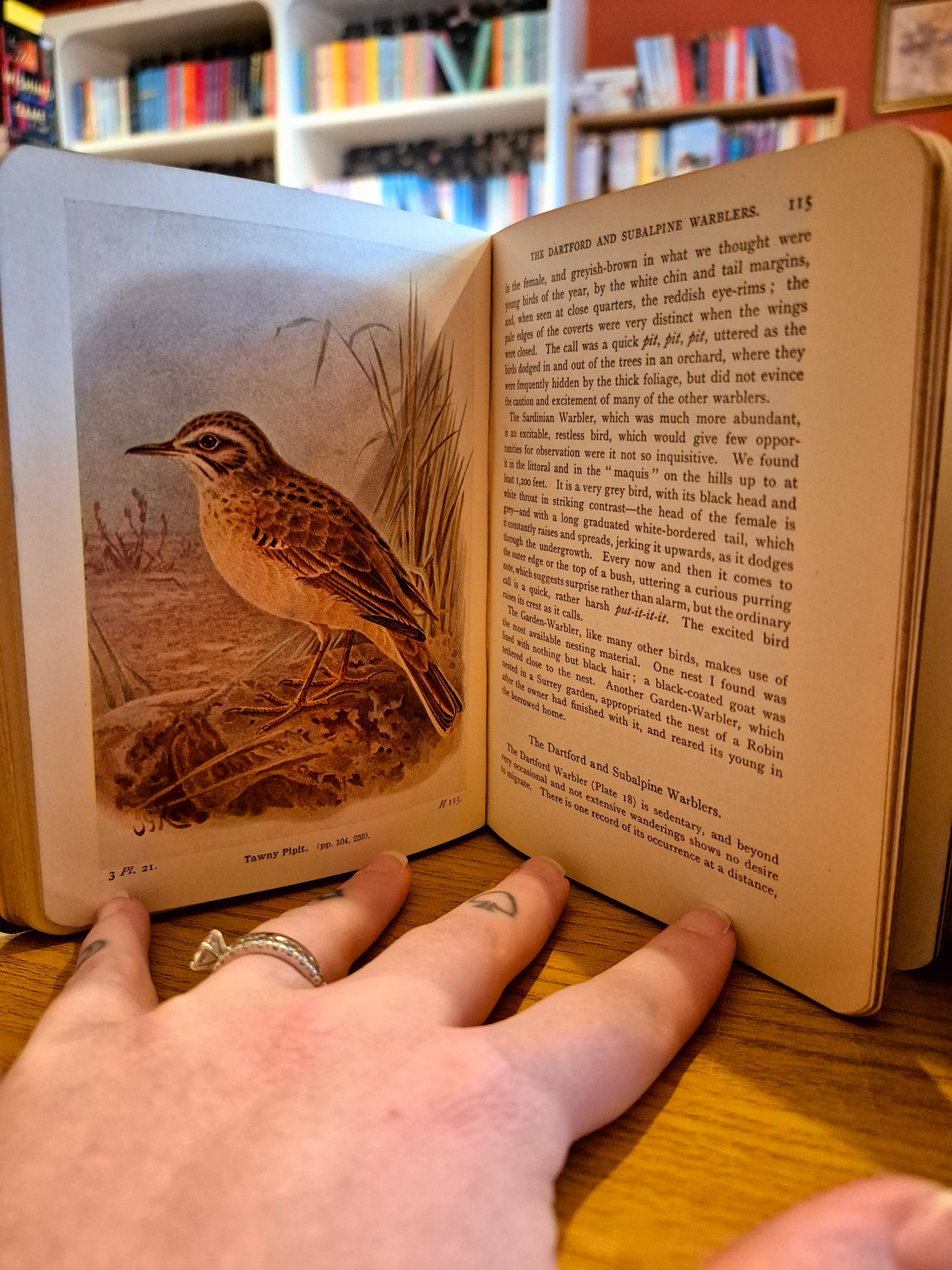 The Birds of the British Isles Collection - T.A. Coward M.B.O.U (circa. 1926 Warne Pub.)